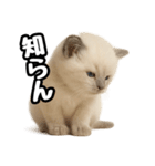 日常会話verラグドールの子猫（個別スタンプ：36）