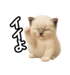 日常会話verラグドールの子猫（個別スタンプ：37）