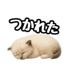 日常会話verラグドールの子猫（個別スタンプ：38）