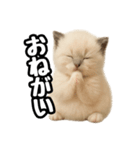 日常会話verラグドールの子猫（個別スタンプ：39）