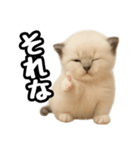 日常会話verラグドールの子猫（個別スタンプ：40）