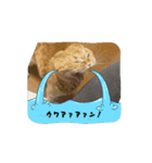 動く！ニャンズスタンプ（個別スタンプ：1）