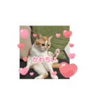 動く！ニャンズスタンプ（個別スタンプ：2）