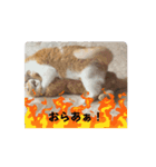 動く！ニャンズスタンプ（個別スタンプ：4）