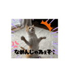 動く！ニャンズスタンプ（個別スタンプ：6）