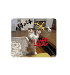 動く！ニャンズスタンプ（個別スタンプ：7）