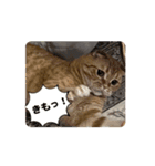 動く！ニャンズスタンプ（個別スタンプ：8）