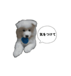愛犬サモエド（part2）（個別スタンプ：2）