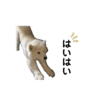 愛犬サモエド（part2）（個別スタンプ：5）