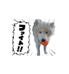 愛犬サモエド（part2）（個別スタンプ：7）