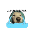 愛犬サモエド（part2）（個別スタンプ：8）