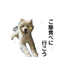 愛犬サモエド（part2）（個別スタンプ：12）