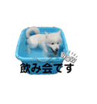 愛犬サモエド（part2）（個別スタンプ：15）