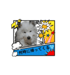 愛犬サモエド（part2）（個別スタンプ：16）