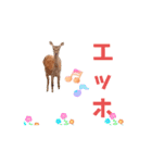 ポメラニアン いいね その動き（個別スタンプ：13）