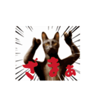 お酒とネコ好きな日常会話 40（個別スタンプ：1）
