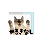 お酒とネコ好きな日常会話 40（個別スタンプ：3）