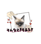 お酒とネコ好きな日常会話 40（個別スタンプ：7）