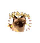 お酒とネコ好きな日常会話 40（個別スタンプ：9）