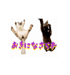 お酒とネコ好きな日常会話 40（個別スタンプ：15）