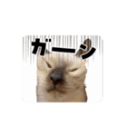 お酒とネコ好きな日常会話 40（個別スタンプ：16）