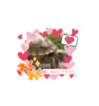 ケヅメリクガメの動くスタンプ（個別スタンプ：8）