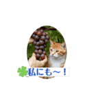 猫達が 動くよ自然のなかで（個別スタンプ：6）