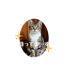 猫達が 動くよ自然のなかで（個別スタンプ：8）