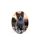 猫達が 動くよ自然のなかで（個別スタンプ：10）