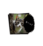 猫達が 動くよ自然のなかで（個別スタンプ：12）