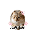 猫達が 動くよ自然のなかで（個別スタンプ：15）