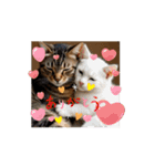 猫達が 動くよ自然のなかで（個別スタンプ：16）