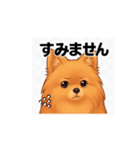 ポメラニアン_（個別スタンプ：8）