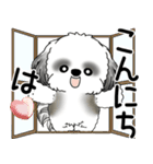 B＆Wシーズー犬  「飛び出す」よく使う言葉（個別スタンプ：2）