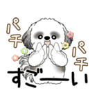 B＆Wシーズー犬  「飛び出す」よく使う言葉（個別スタンプ：14）