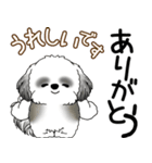 B＆Wシーズー犬  「飛び出す」よく使う言葉（個別スタンプ：17）