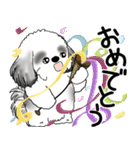 B＆Wシーズー犬  「飛び出す」よく使う言葉（個別スタンプ：21）