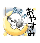 B＆Wシーズー犬  「飛び出す」よく使う言葉（個別スタンプ：24）
