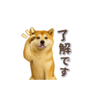 秋田犬の毎日送りやすいスタンプ（個別スタンプ：1）