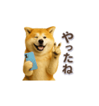 秋田犬の毎日送りやすいスタンプ（個別スタンプ：2）