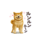 秋田犬の毎日送りやすいスタンプ（個別スタンプ：3）
