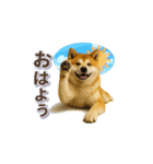 秋田犬の毎日送りやすいスタンプ（個別スタンプ：5）