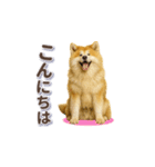 秋田犬の毎日送りやすいスタンプ（個別スタンプ：6）