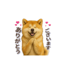秋田犬の毎日送りやすいスタンプ（個別スタンプ：11）