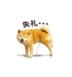 秋田犬の毎日送りやすいスタンプ（個別スタンプ：13）