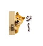 秋田犬の毎日送りやすいスタンプ（個別スタンプ：17）