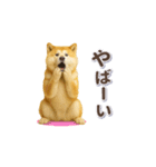 秋田犬の毎日送りやすいスタンプ（個別スタンプ：18）