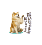 秋田犬の毎日送りやすいスタンプ（個別スタンプ：19）