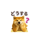 秋田犬の毎日送りやすいスタンプ（個別スタンプ：20）