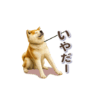秋田犬の毎日送りやすいスタンプ（個別スタンプ：21）